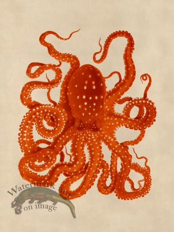 Octopus Orange 26